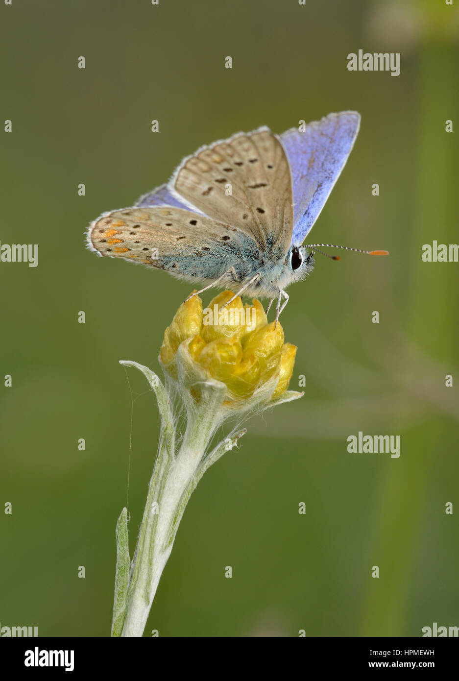 Common Blue Butterfly - Polyommatus icarus Male on Helichrysum stoechas barrelieri Stock Photo