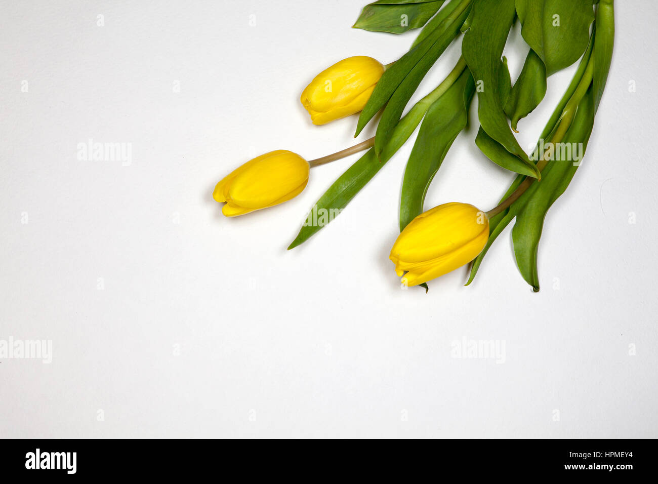 the Yellow tulips on a white background Stock Photo - Alamy