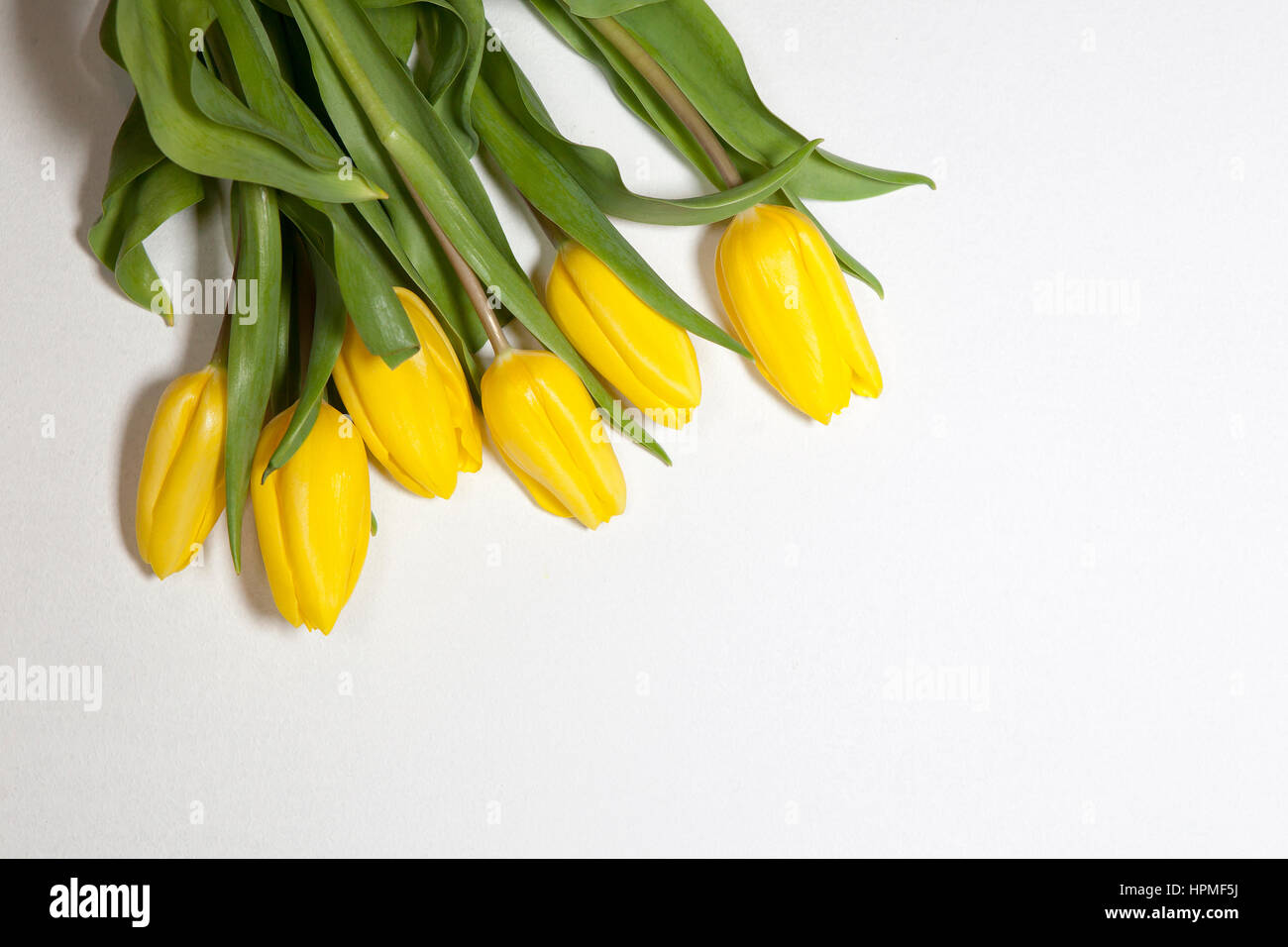 the Yellow tulips on a white background Stock Photo - Alamy