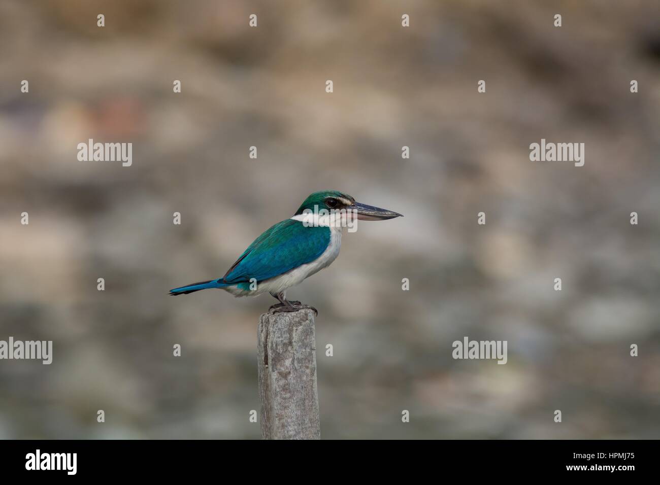 Side view of a collared kingfisher - Todiramphus chloris - perched on a wooden post in coastal Penang, Malaysia. Sub-species T. c. humii. Landscape. Stock Photo