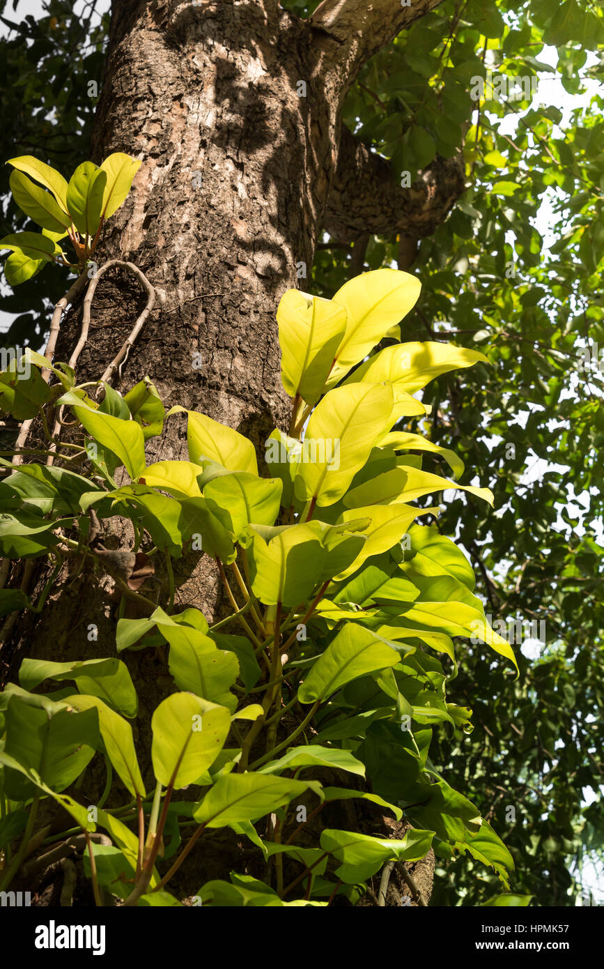 Tropical trees with parasitic plants growing on trunk Stock Photo Alamy