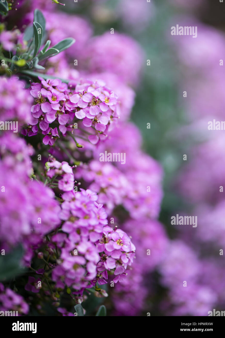English sprig garden with purple phlox flowers Stock Photo