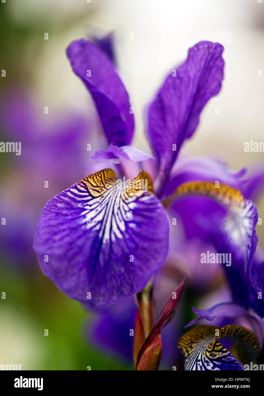 Fragrant garden iris hires stock photography and images Alamy