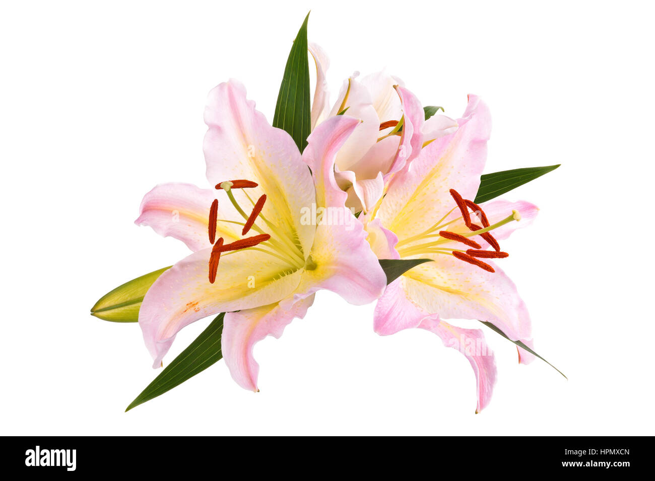 Closeup shot of pink lilies isolated on white background Stock Photo ...