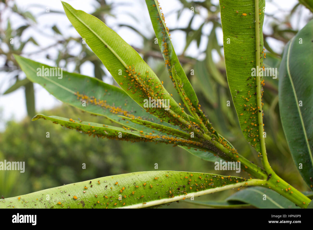 Oleander Insect Oleander leaves densely covered with scale insects. Mealy mealybug ...