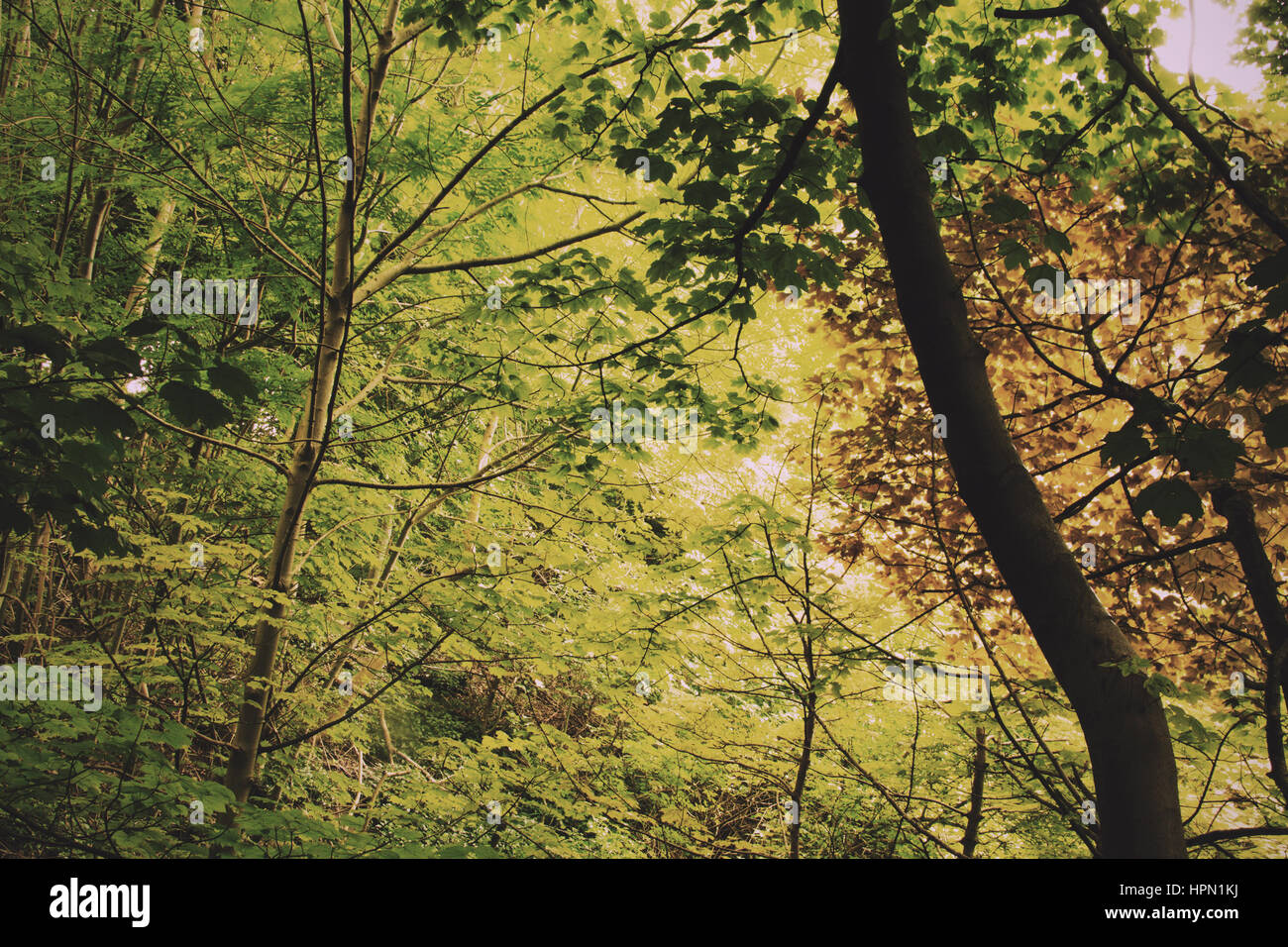 Noise through the woodland hi-res stock photography and images - Alamy