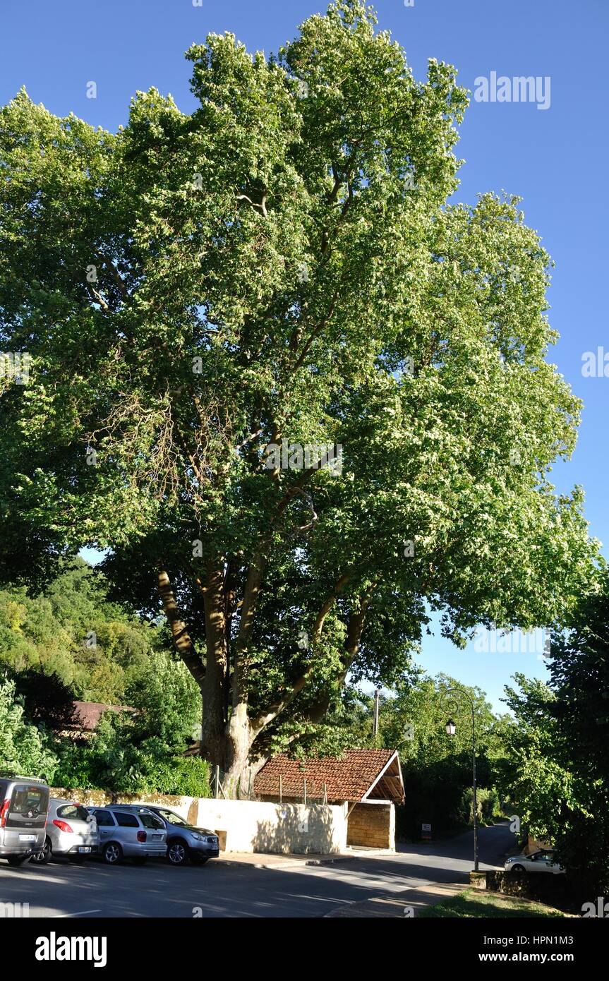 Thermidor, plane tree more than 250 years old Stock Photo