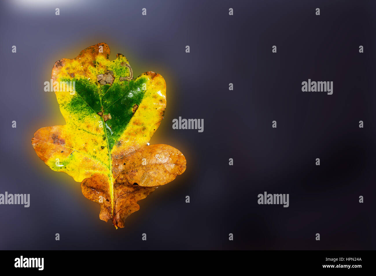 Bright colourful autumn leaf floating in water with ripples Stock Photo ...