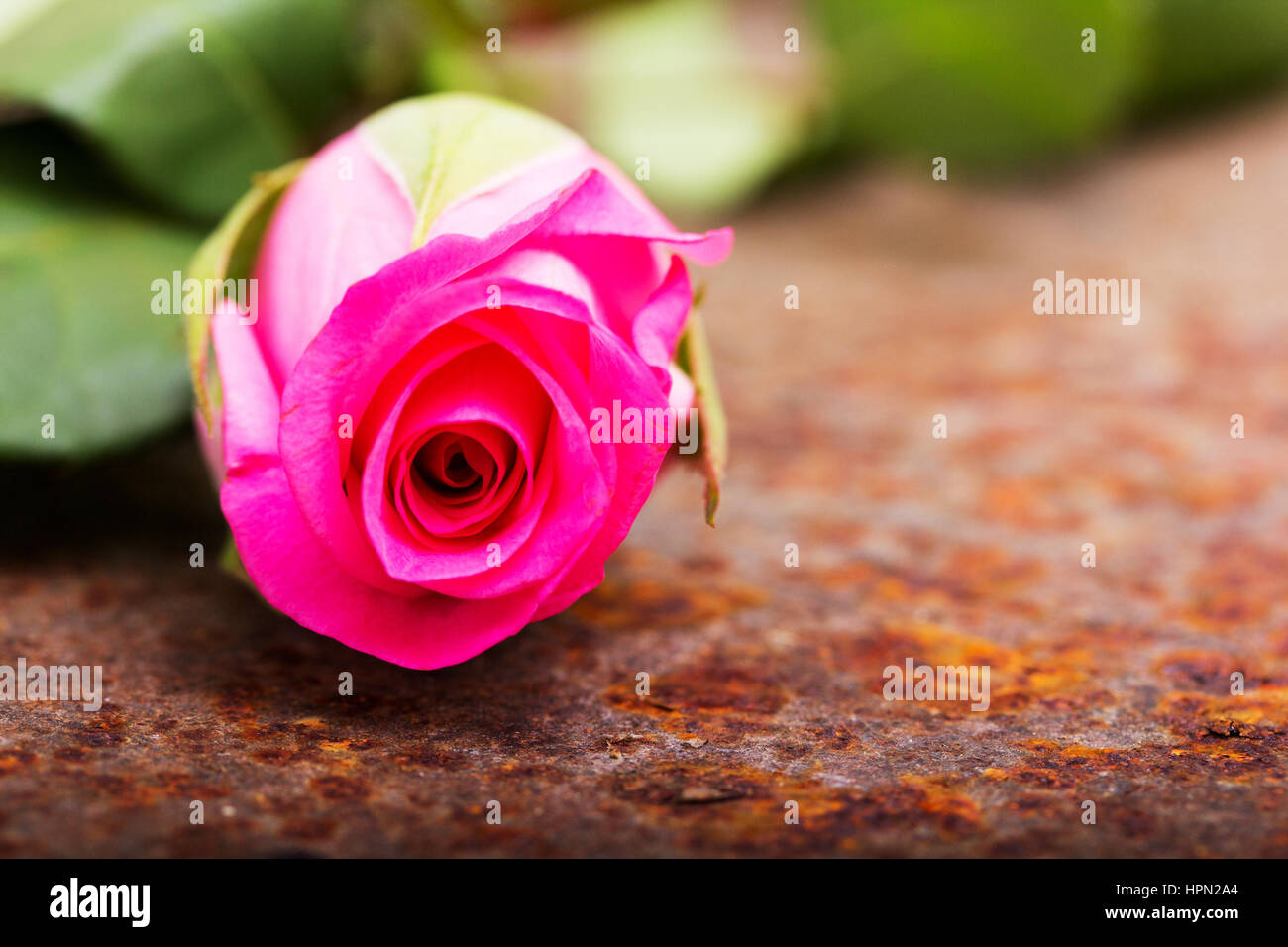 Rustic Metal Rose Delicate rose on a rustic rusted metal background Stock Photo - Alamy