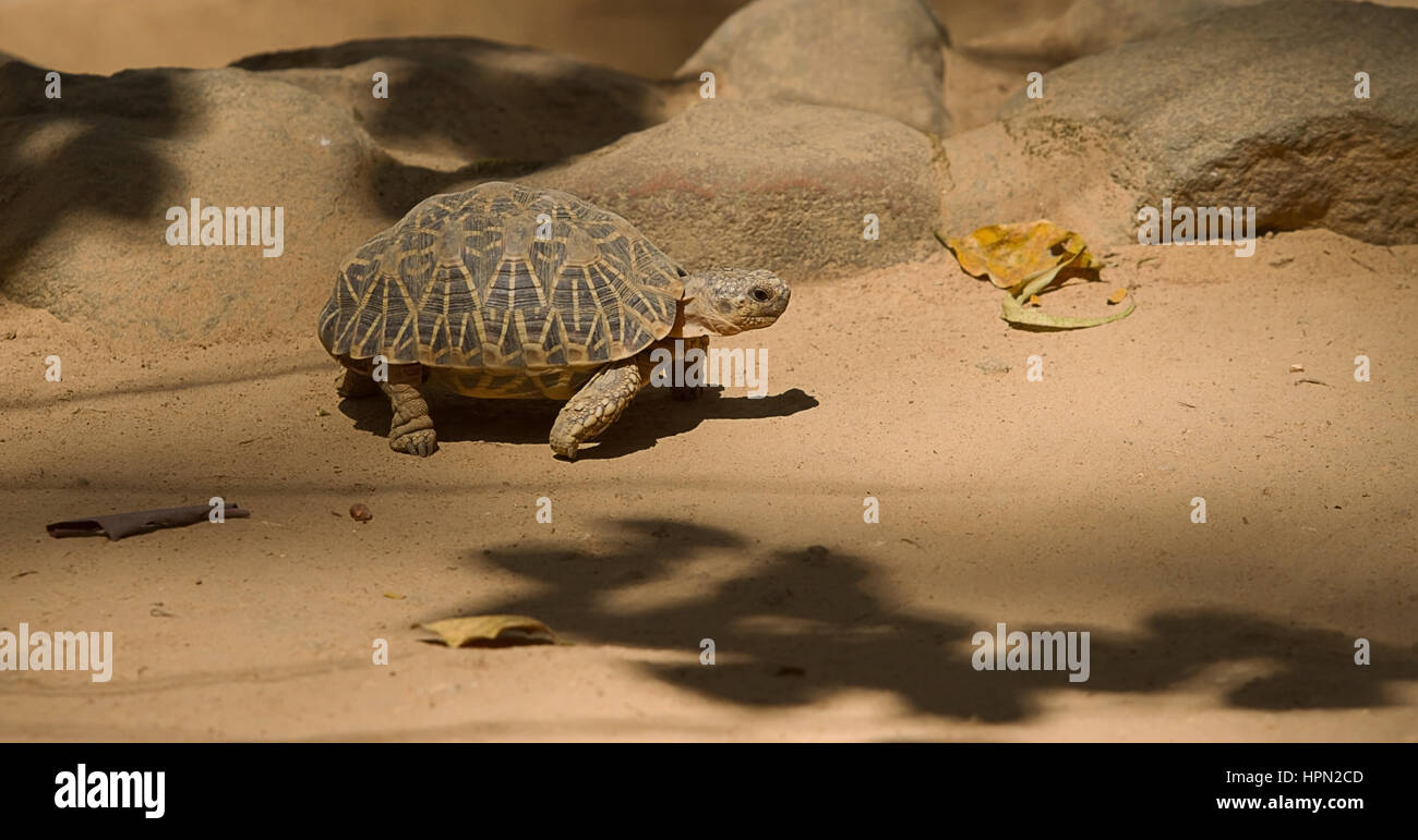 photo of a tortoise walking in the sun shine Stock Photo