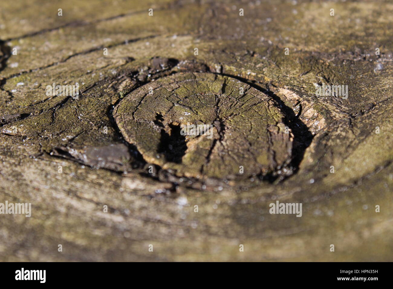 Wood knot on picnic bench Stock Photo