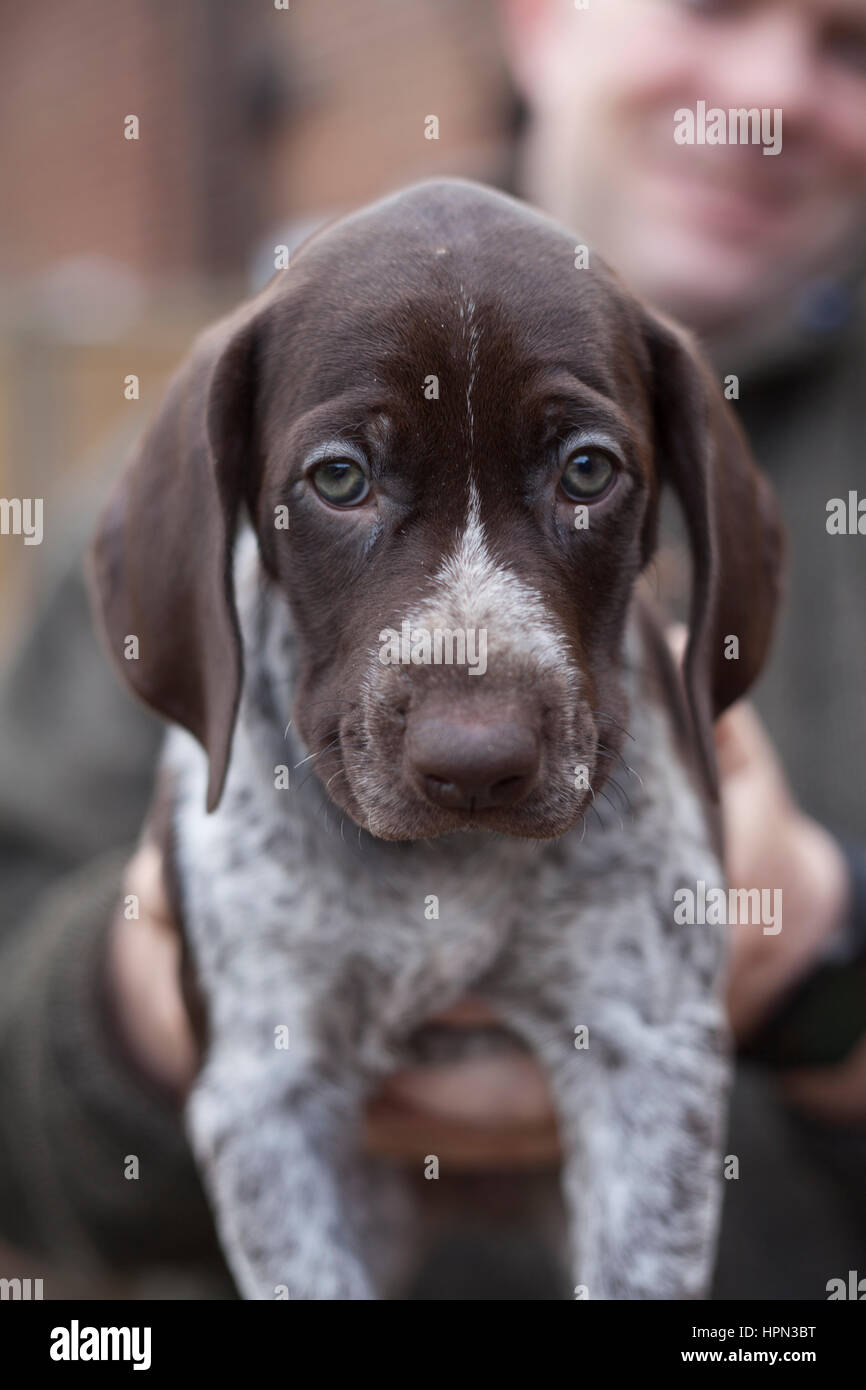 SURREY, UNITED KINGDOM. Jim Hannon, 41, of Roburretreat Kennels (based in Farnham, Surrey), holds a five week old German Short Haired pointer puppy. Stock Photo