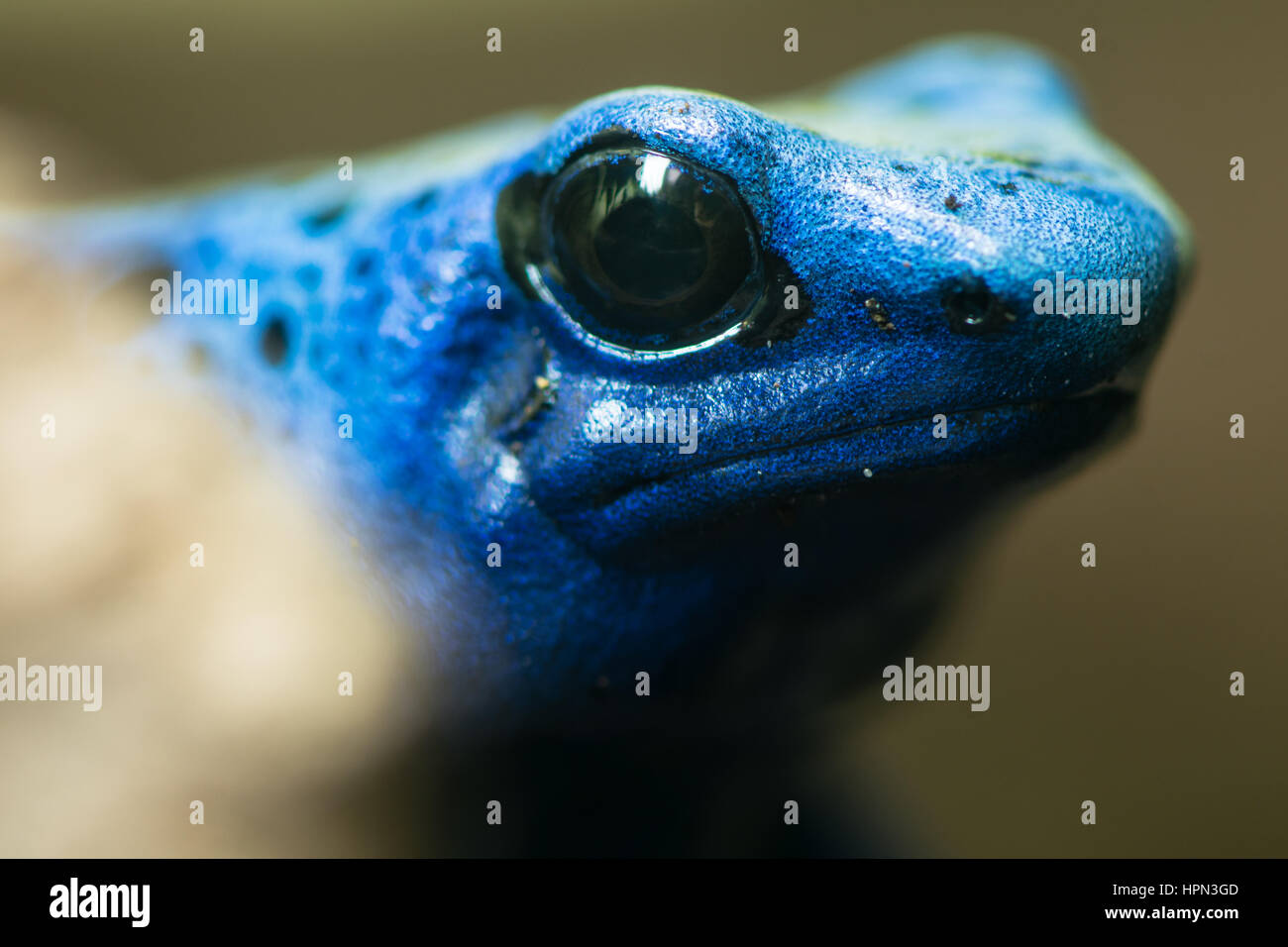 Blue poison dart frog (Dendrobates tinctorius azureus). Head of amphibian aka blue poison arrow frog, native to Suriname, in family Dendrobatidae Stock Photo