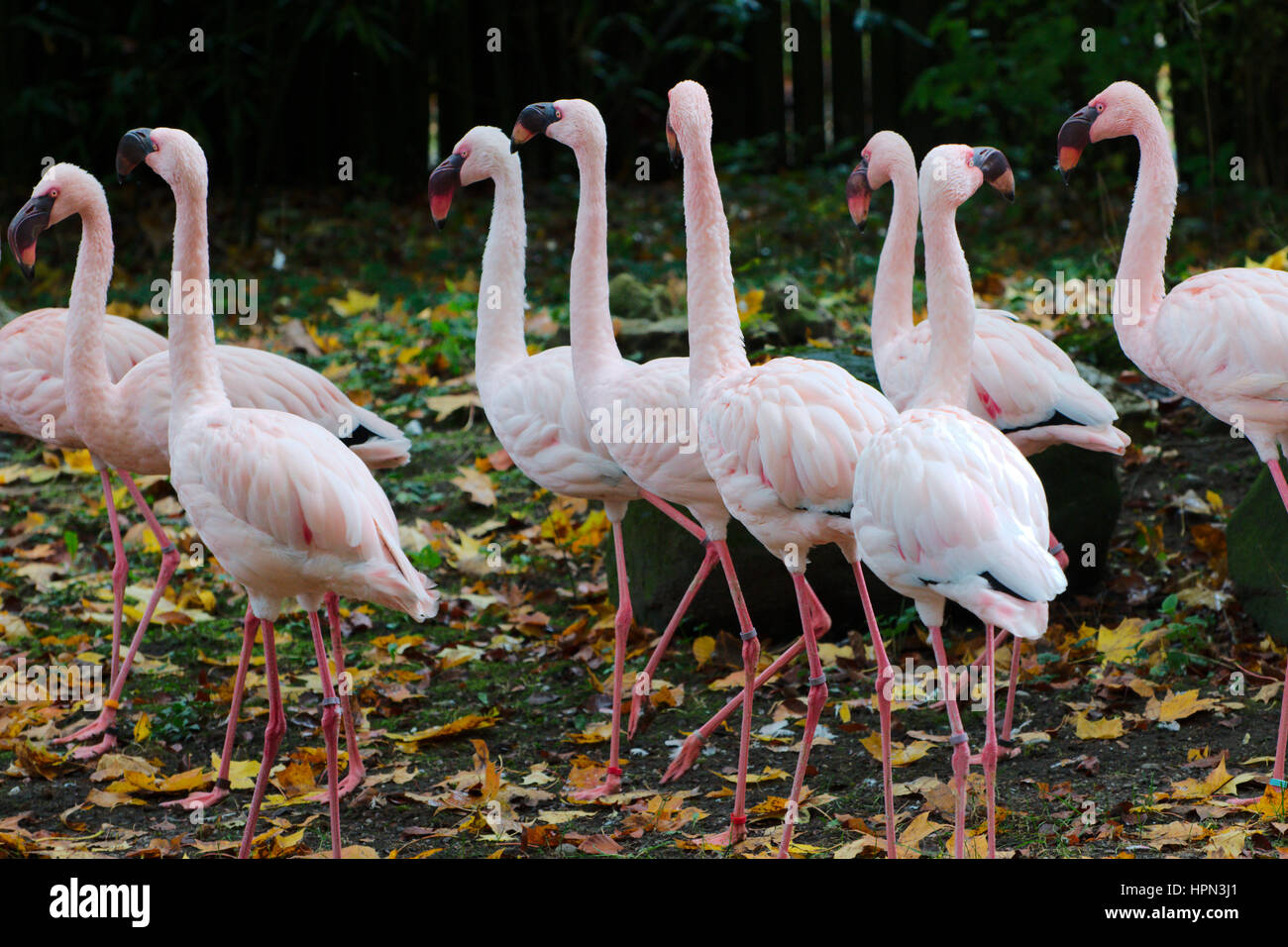 Flock of pink flamingos in a park Stock Photo