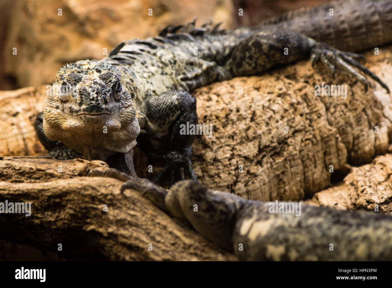 Utila spinytailed iguana (Ctenosaura bakeri) male. Critically