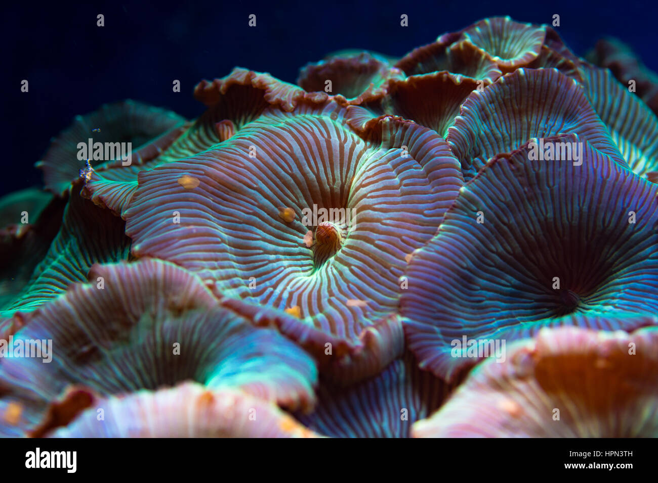 Mushroom anemone (Discosoma sp.) oral discs. Colourful corallimorphs in marine aquarium, aka mushroom coral and disc anemone, in family Discosomatidae Stock Photo