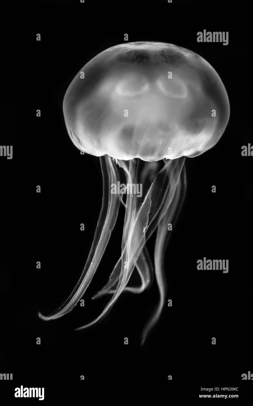 Moon jellyfish (Aurelia aurita) black and white. Medusae swimming in aquarium lighting, in the family Ulmaridae Stock Photo