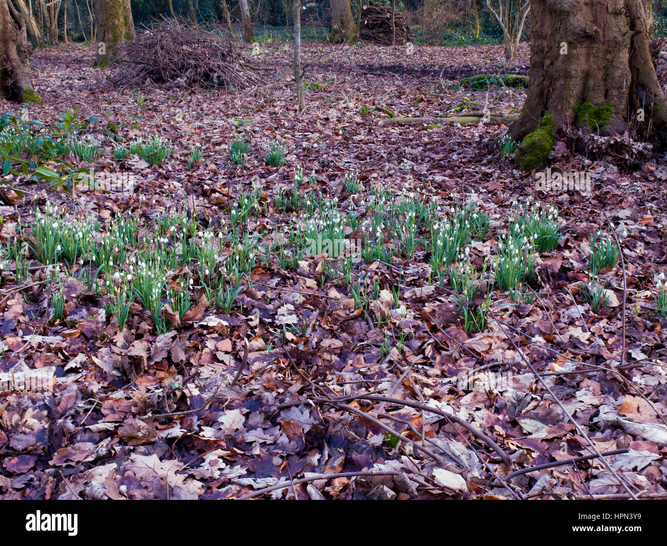 Snowdrops in woodland Stock Photo