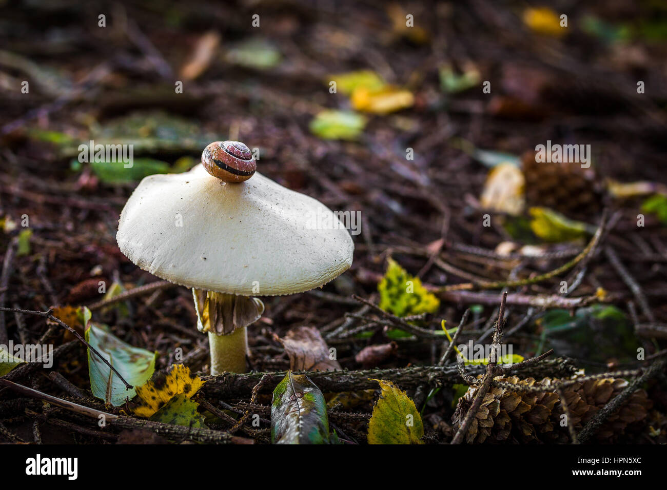 Snail on a Mushroom in the forest Stock Photo