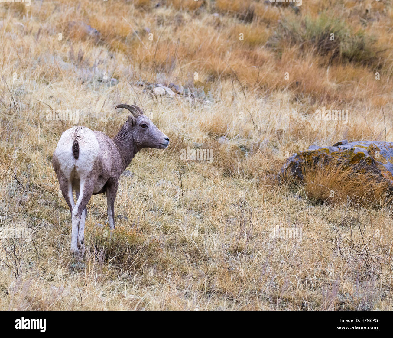 Large Rear Sheep Rear sheep hi-res stock photography and images - Alamy