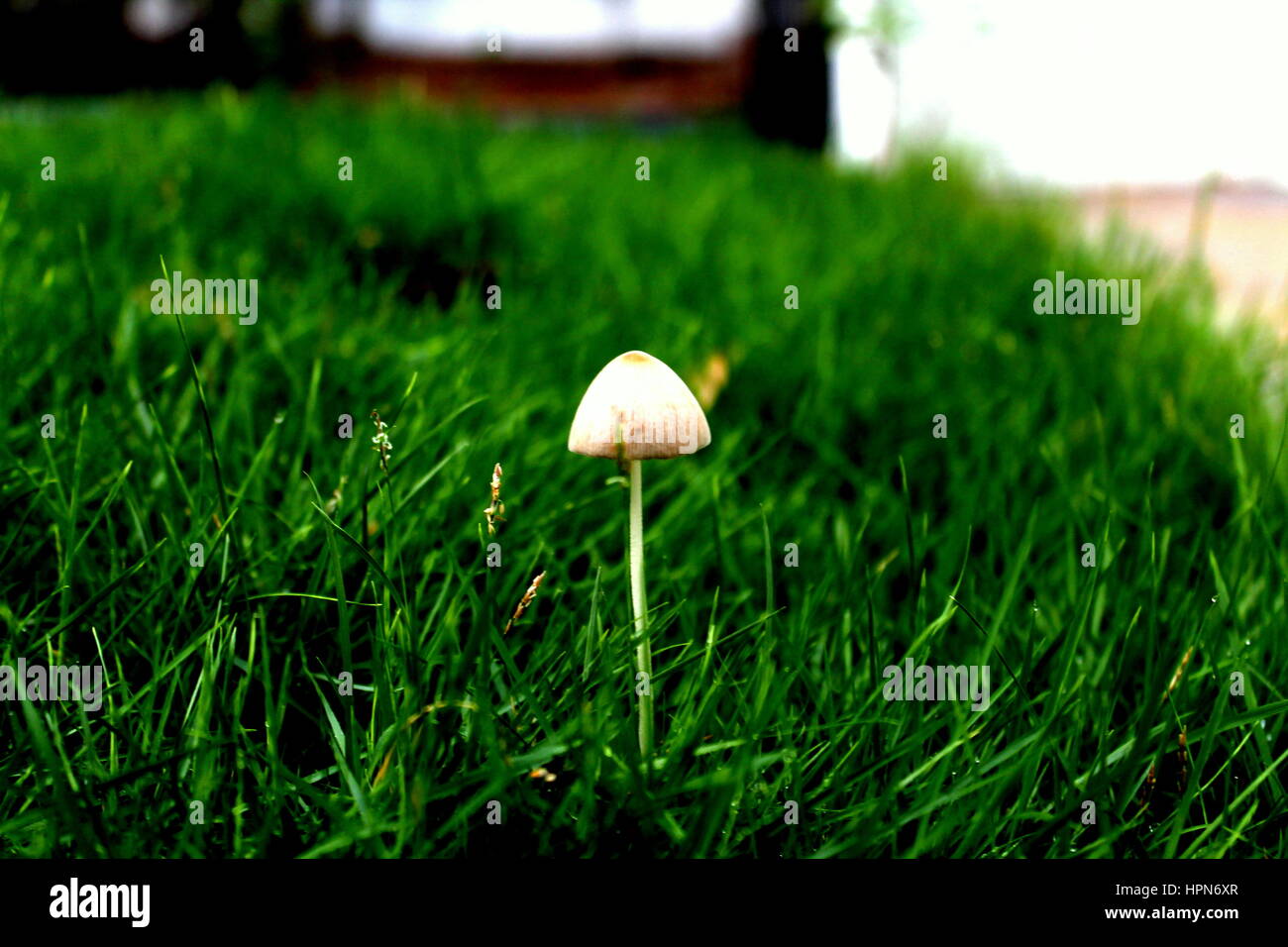 Mushroom that grown alone from decaying matter Stock Photo