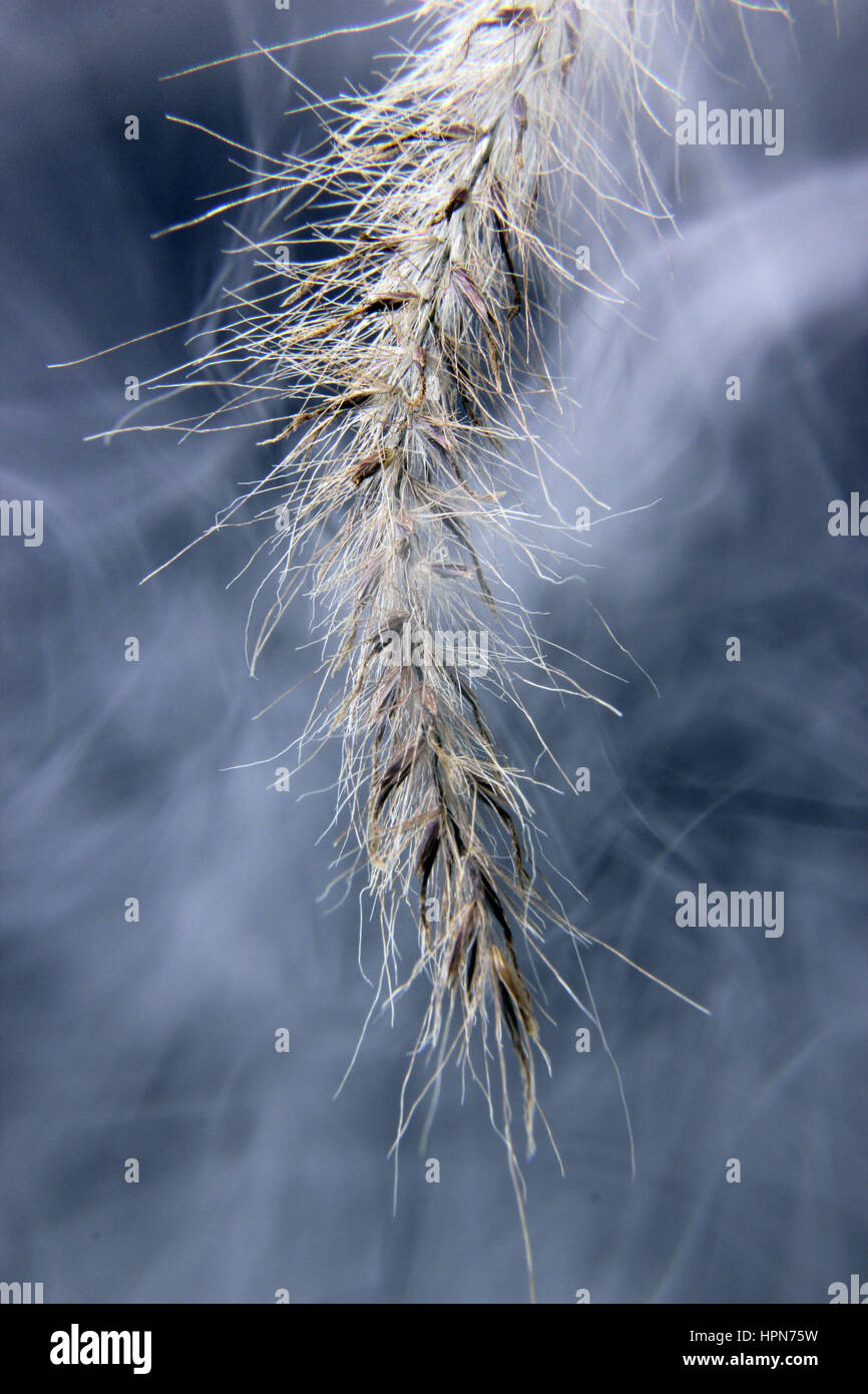Close up shot of grass hi-res stock photography and images - Alamy
