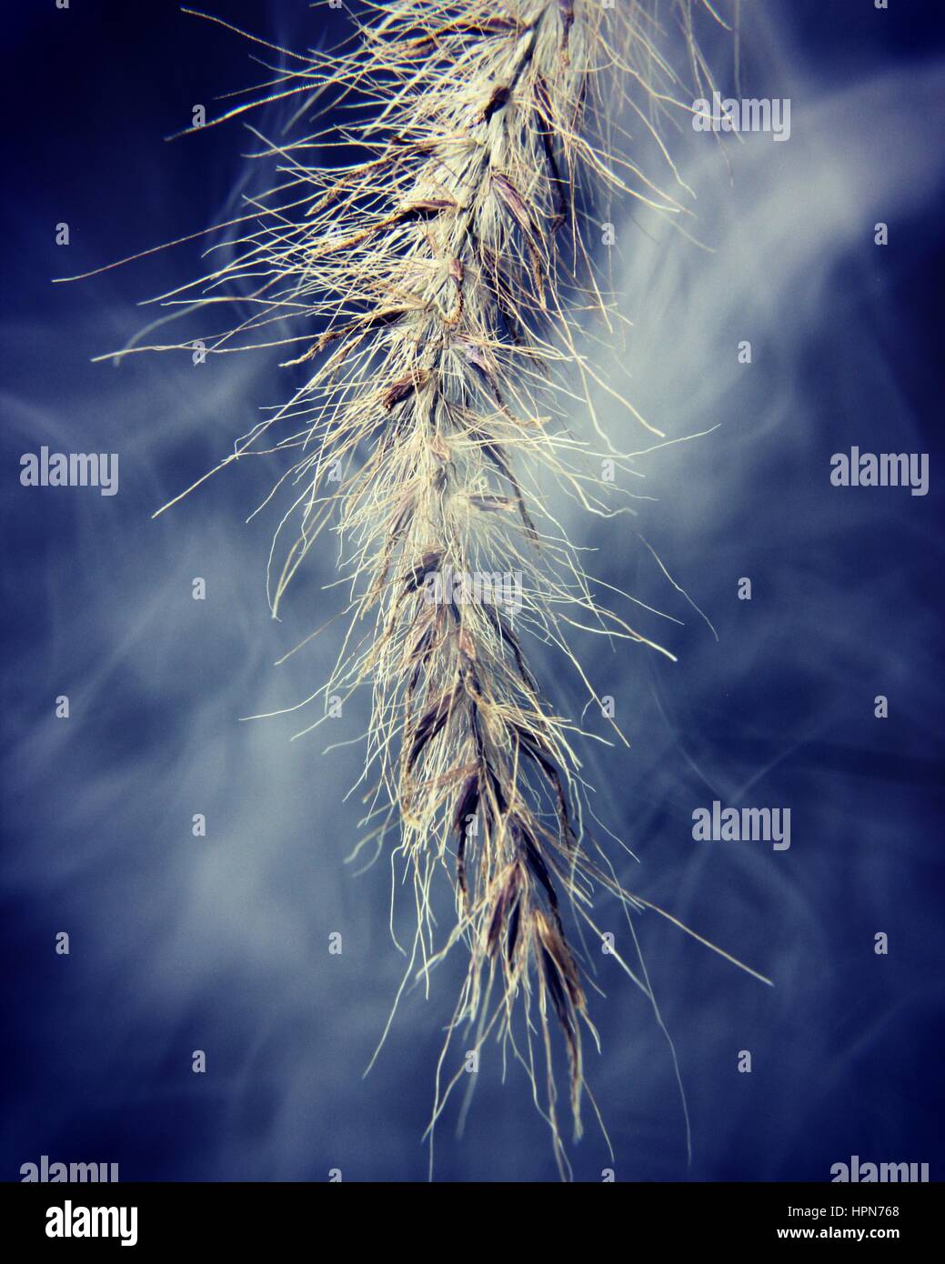 Close up shot of grass hi-res stock photography and images - Alamy