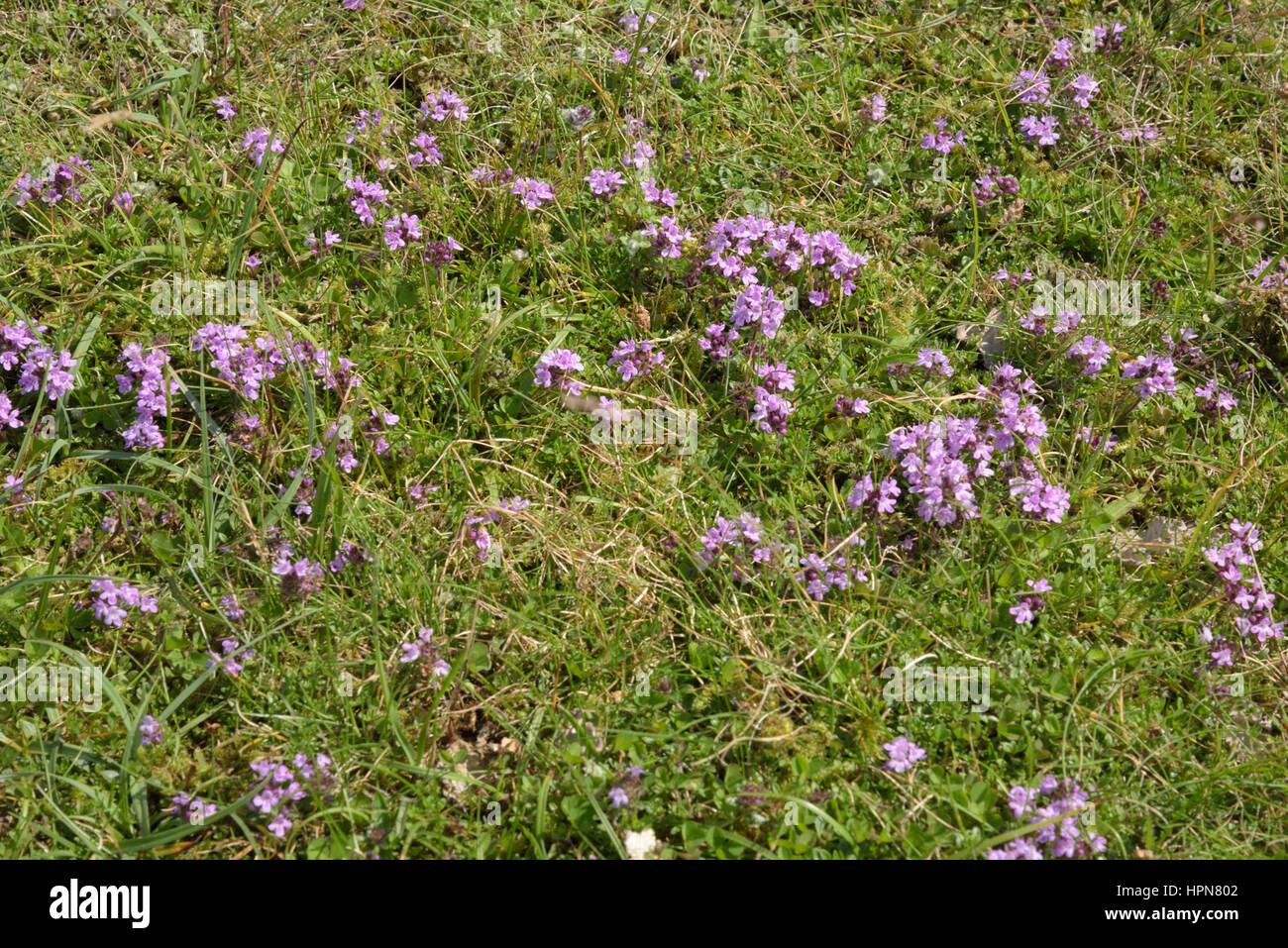 Wild Thyme, Thymus polytrichus in Grass Stock Photo