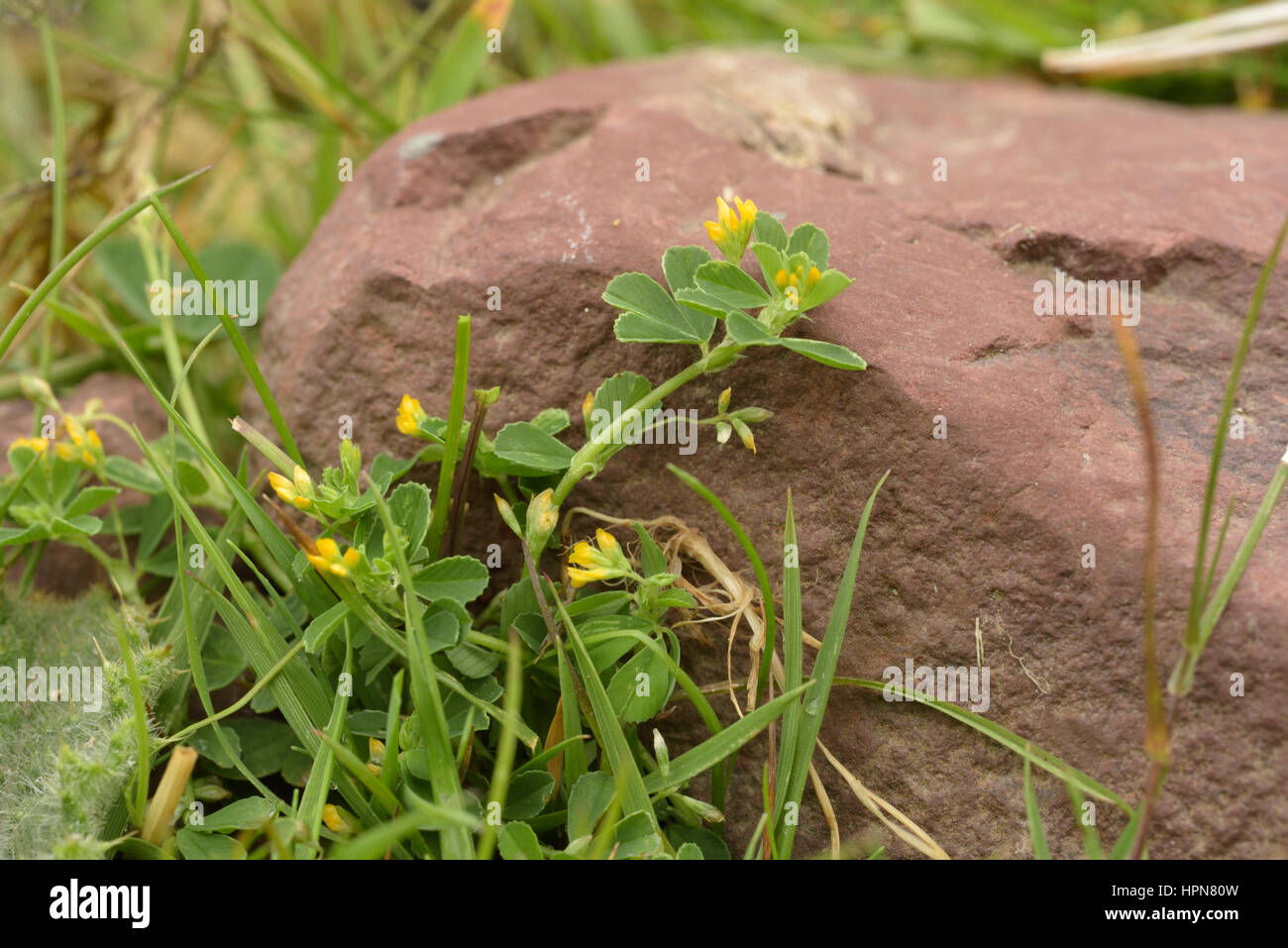 Slender Trefoil, Trifolium micranthum against a rock Stock Photo