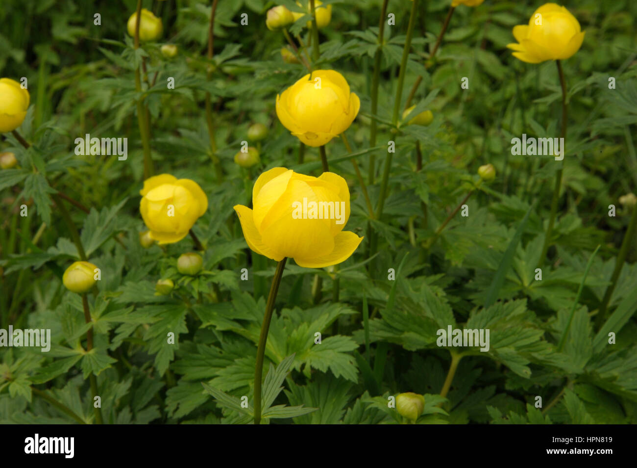 Globeflower, Trollius europaeus Growing in a Field Stock Photo