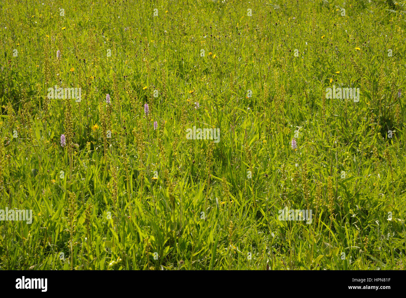 Monmouthshire meadow dominated by Twayblade Orchids Stock Photo