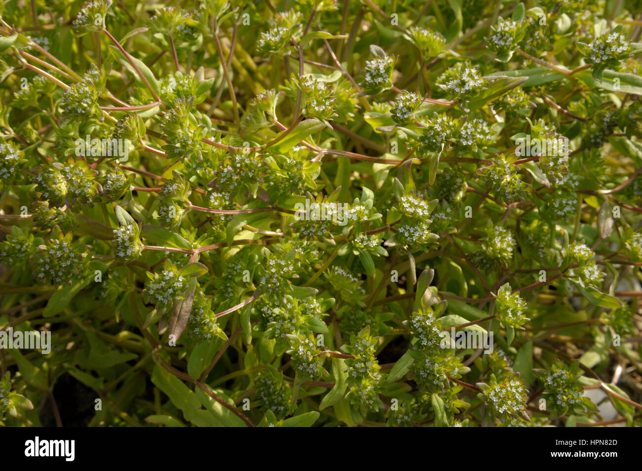 Common Cornsalad, Valerianella locusta Stock Photo