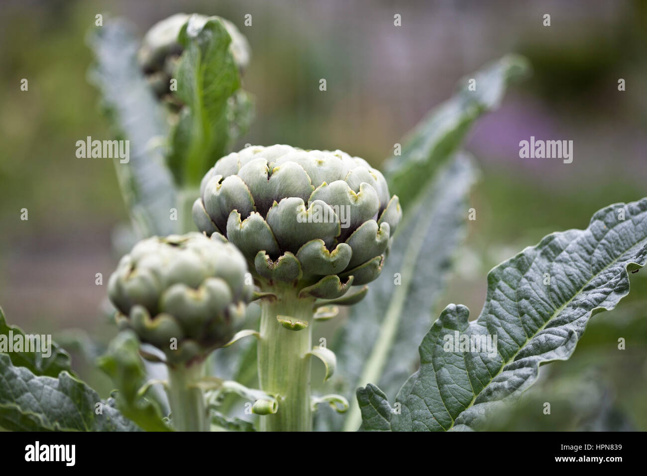Globe artichokes growing in the garden UK Stock Photo Alamy