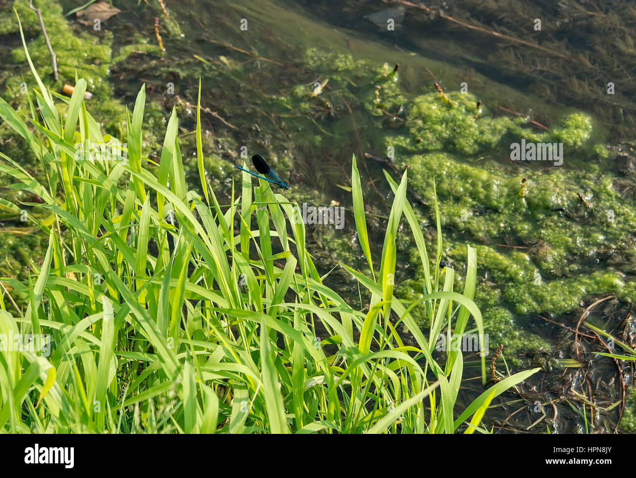 Dragonfly resting on a leaf next to river Stock Photo - Alamy