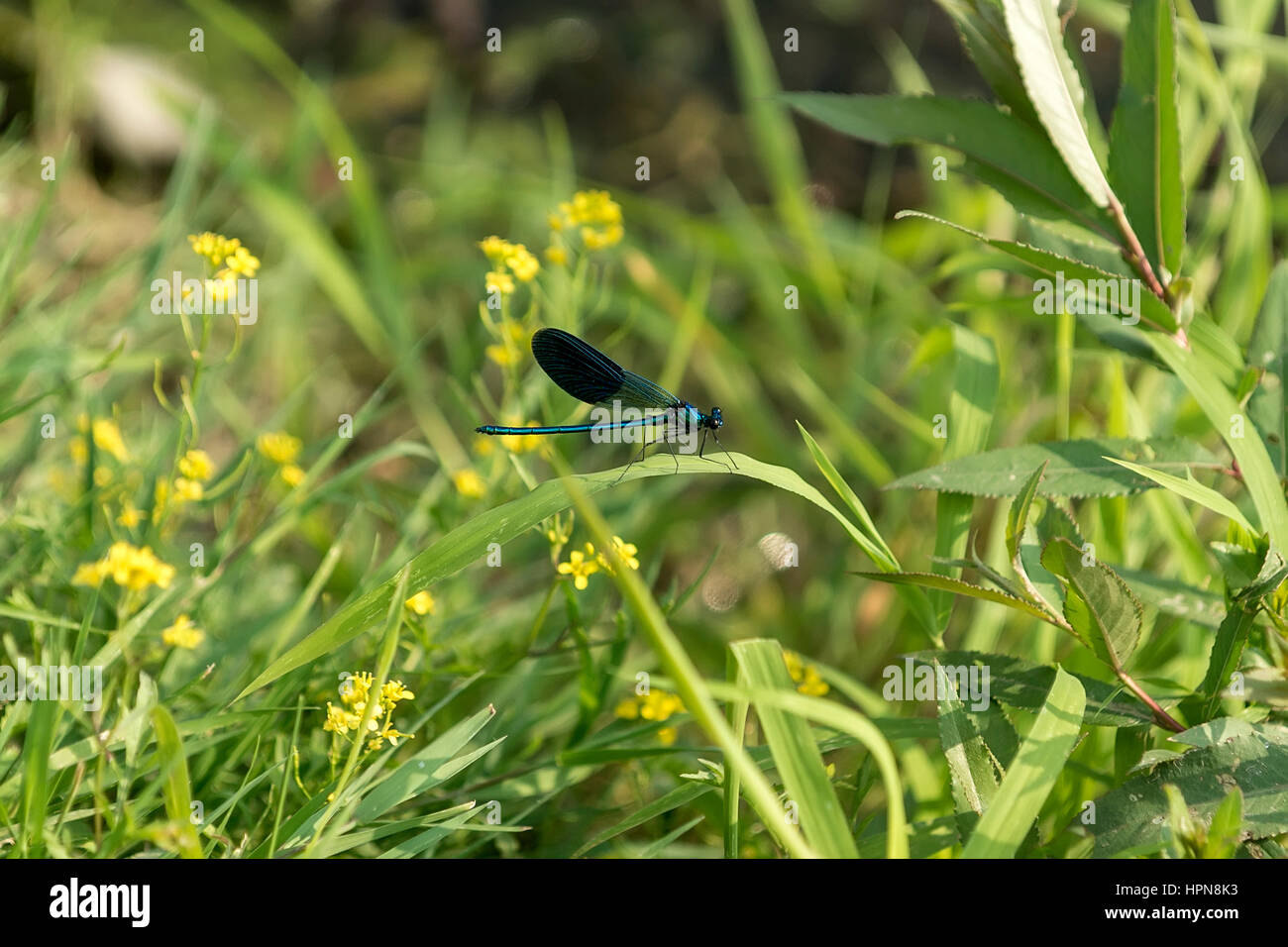 Dragonfly resting on a leaf near river Stock Photo - Alamy