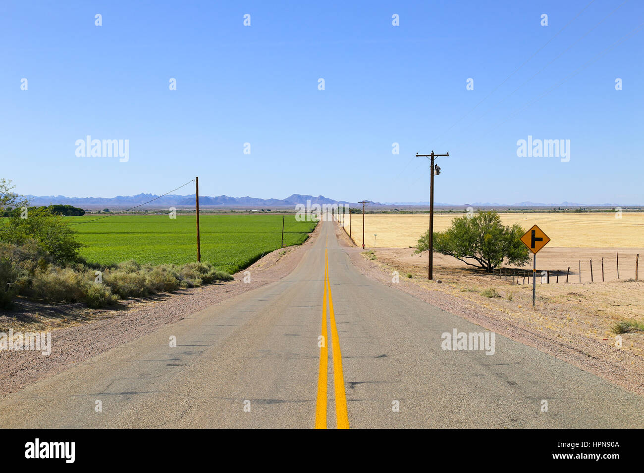 Road in the Sonoran Desert, Arizona, USA, with a green field to the one side and a field that is ready for harvest to the other. On both sides there a Stock Photo