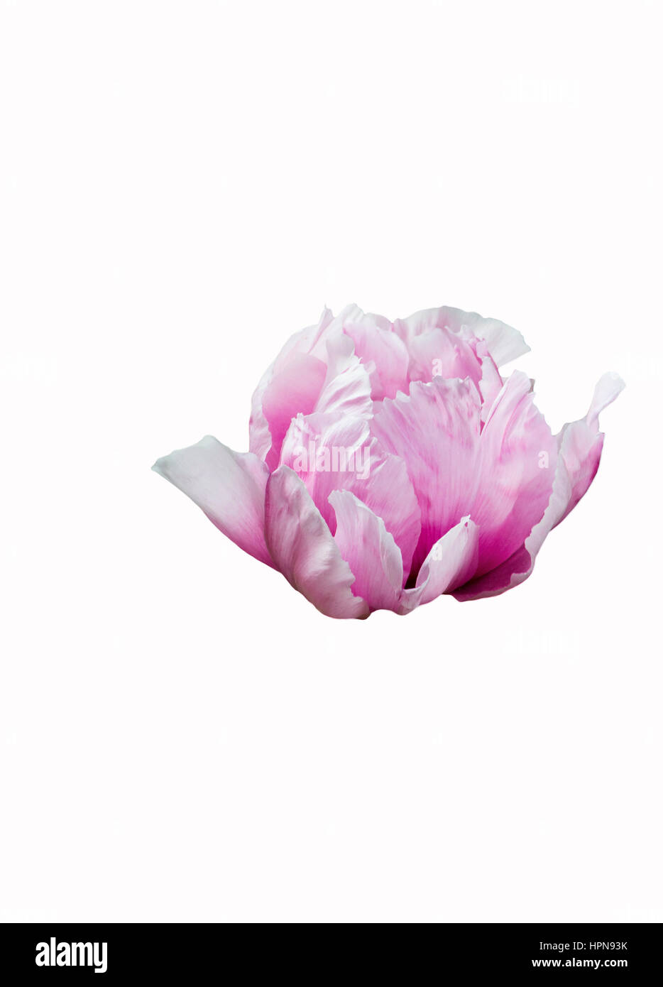 gentle pink peony flower isolated on white background Stock Photo - Alamy