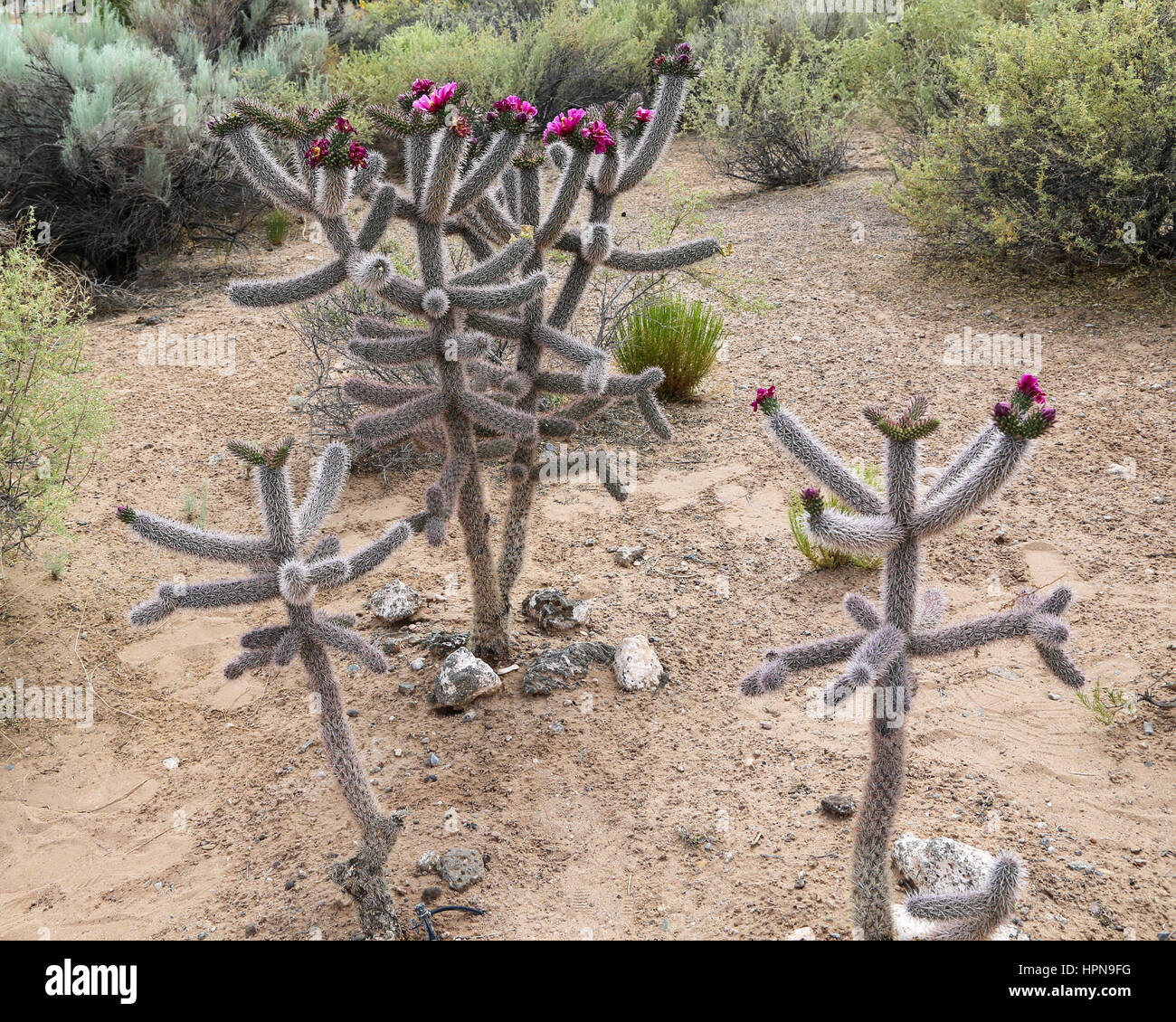 Jumping cactus hires stock photography and images Alamy