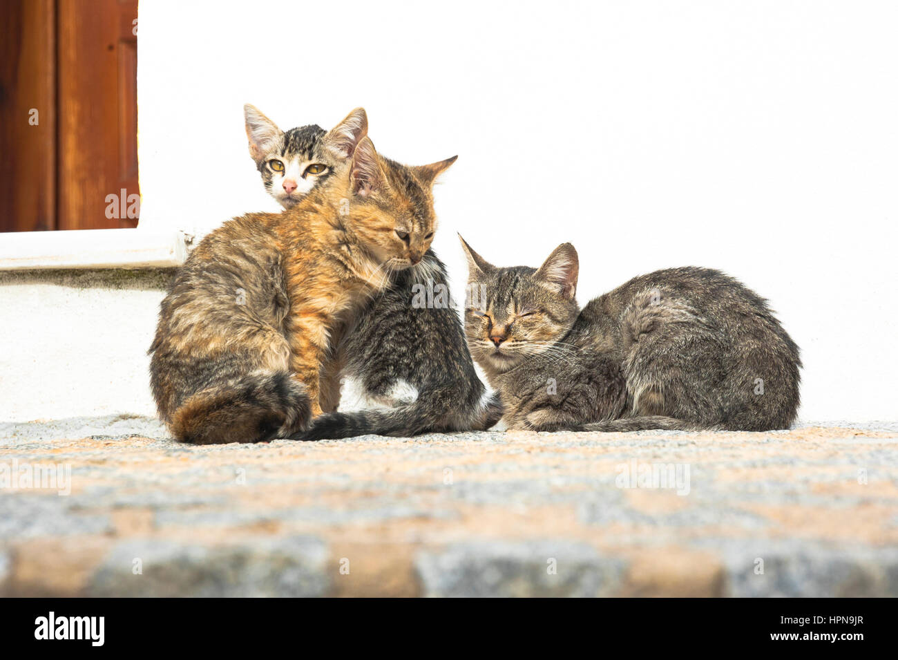 three cute, young, sleepy cats in the street, snuggling together Stock Photo