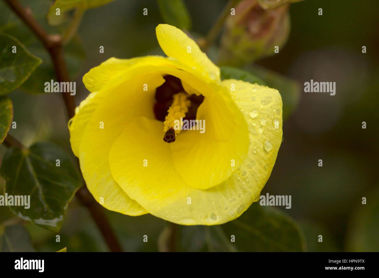 Native Hibiscus. The native hibiscus is an Australian native plant