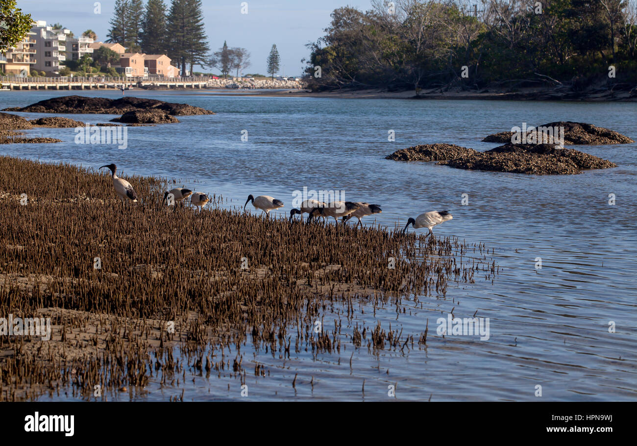 The Ibis Birds. The Ibises are a group of longlegged wading birds in
