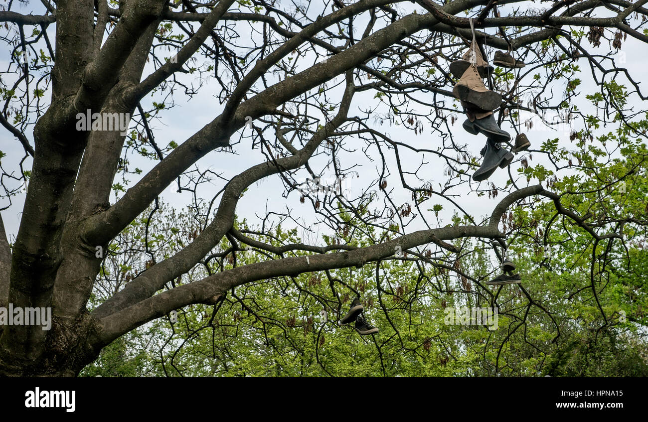 Shoes hanging from tree hires stock photography and images Alamy