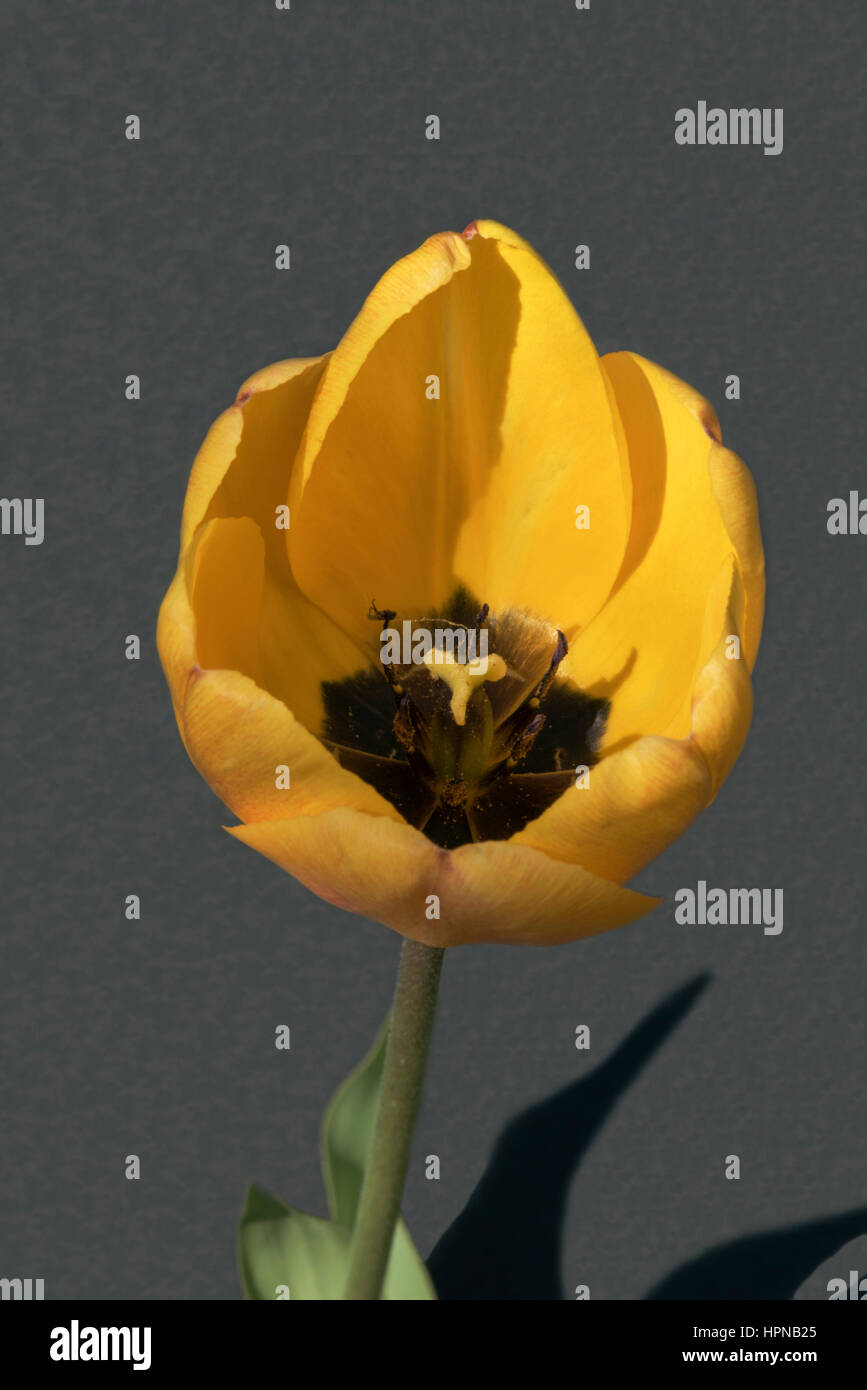 Single yellow tulip head with red variegation against gray background Stock Photo
