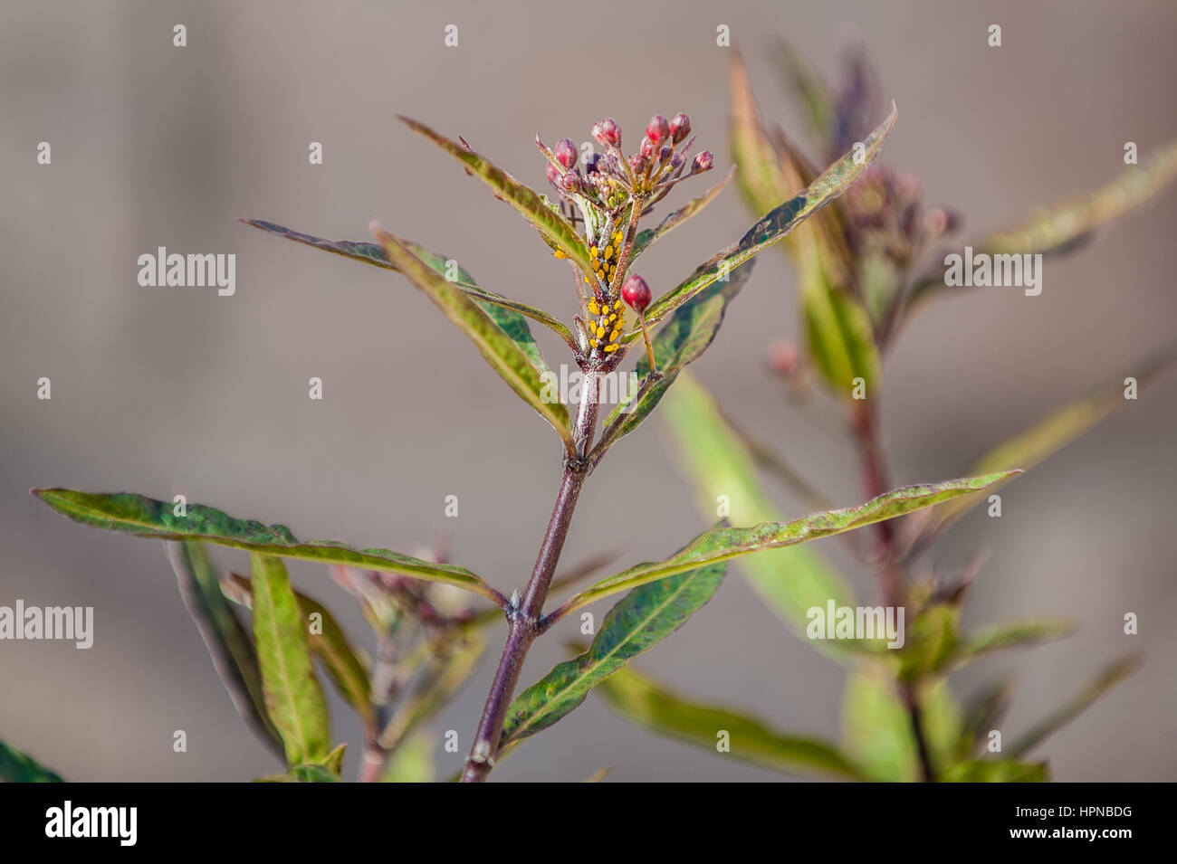 Young and unwanted aphids infesting and clinging to wild milkweed plant. Stock Photo