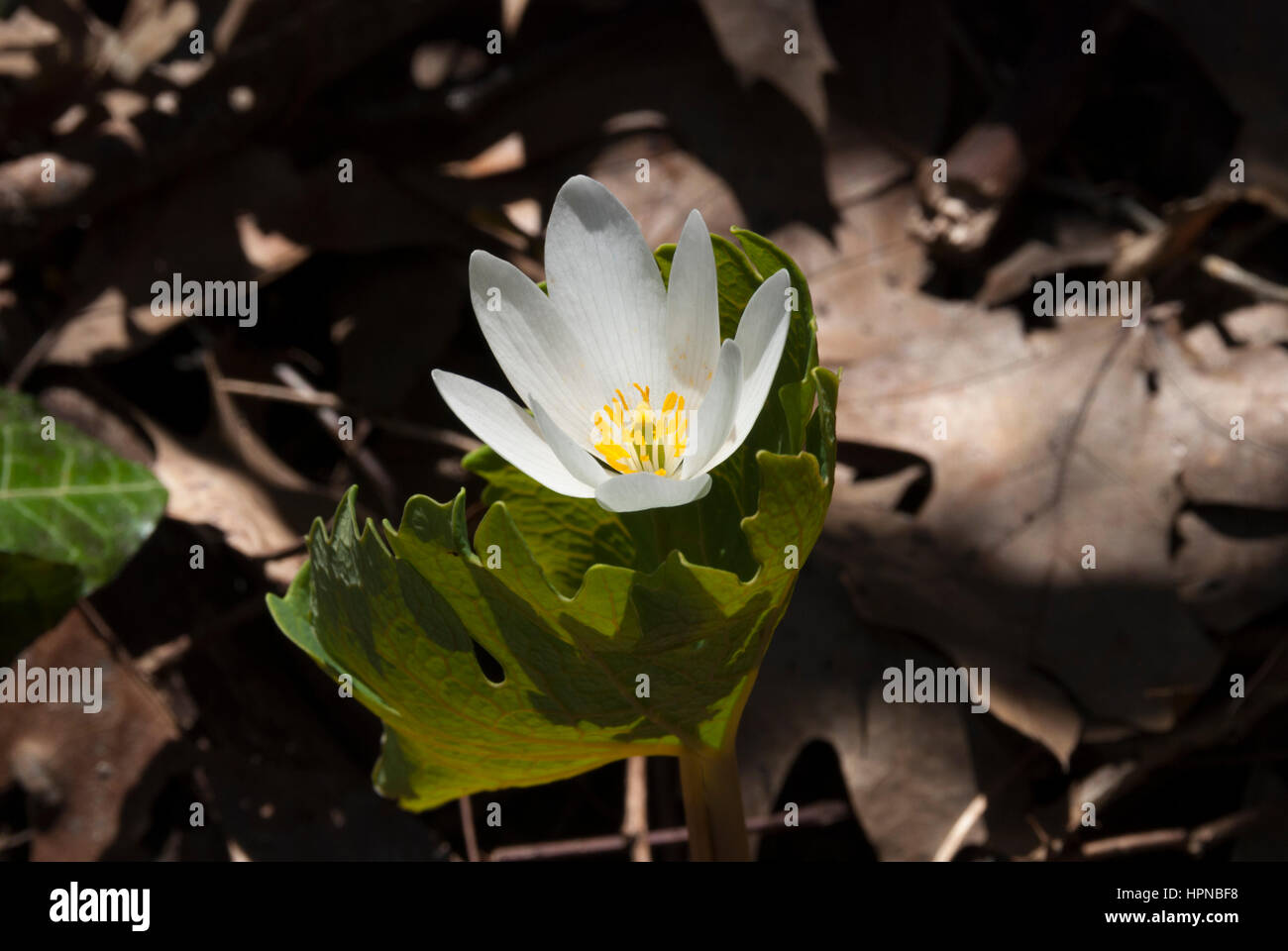 Sanguinaria canadensis is a native North American spring wildflower also known as bloodroot because of the bright red sap the plant oozes when cut. Stock Photo