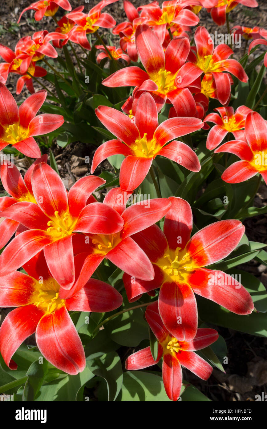 Edwards gardens toronto hires stock photography and images Alamy