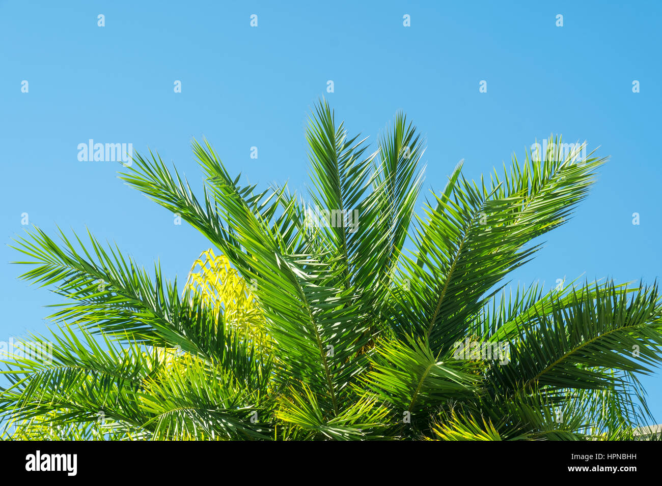 Palm tree leaves hi-res stock photography and images - Alamy