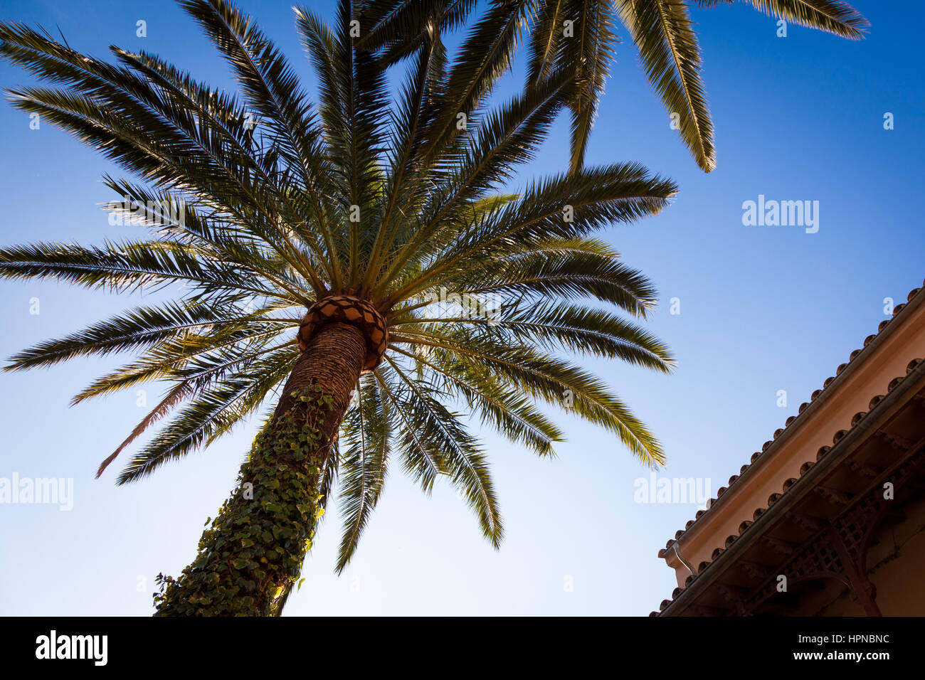 Palm Tree, Majorca, Spain Stock Photo Alamy