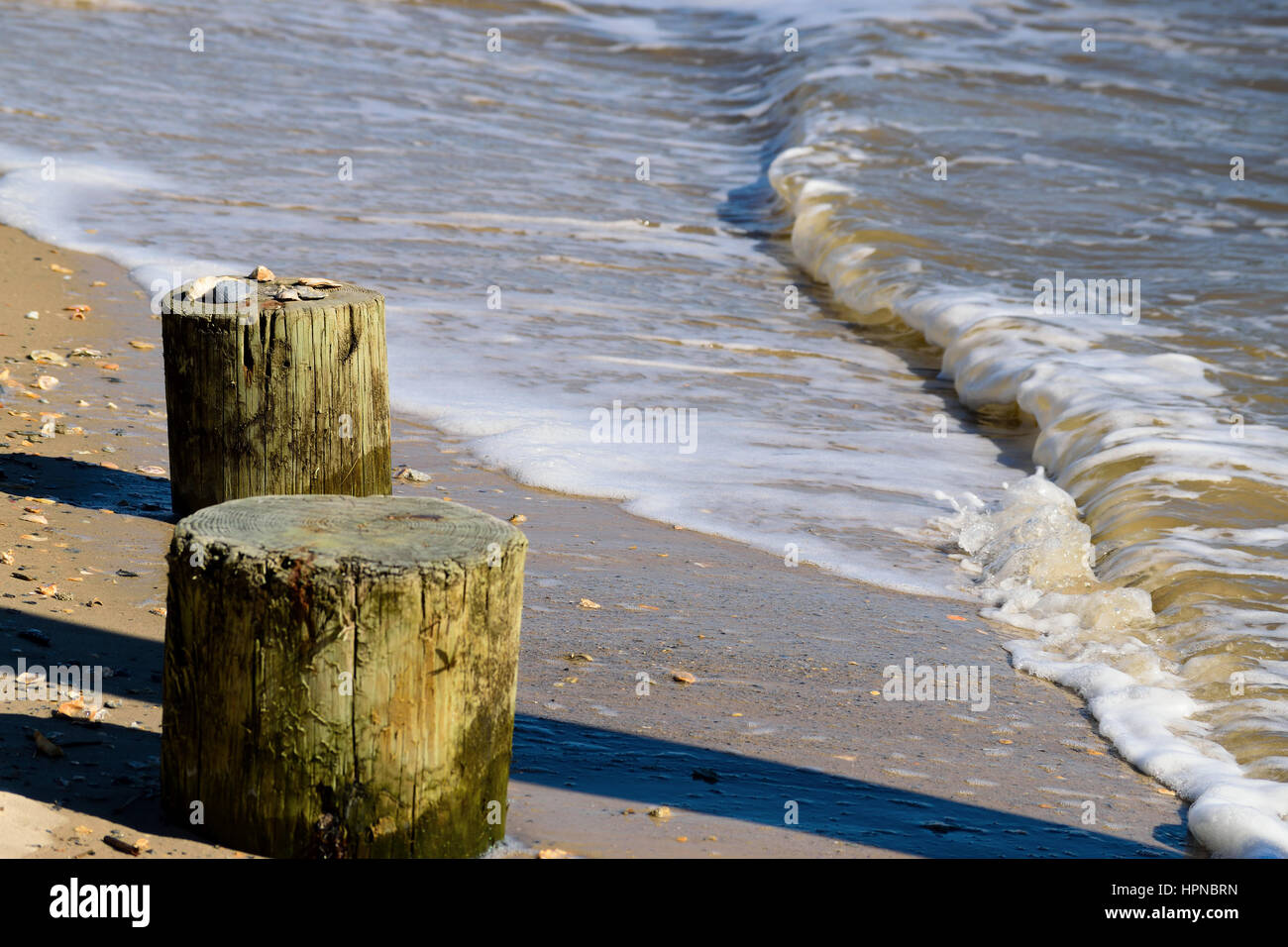 Seashells on old weatherd pilings Stock Photo