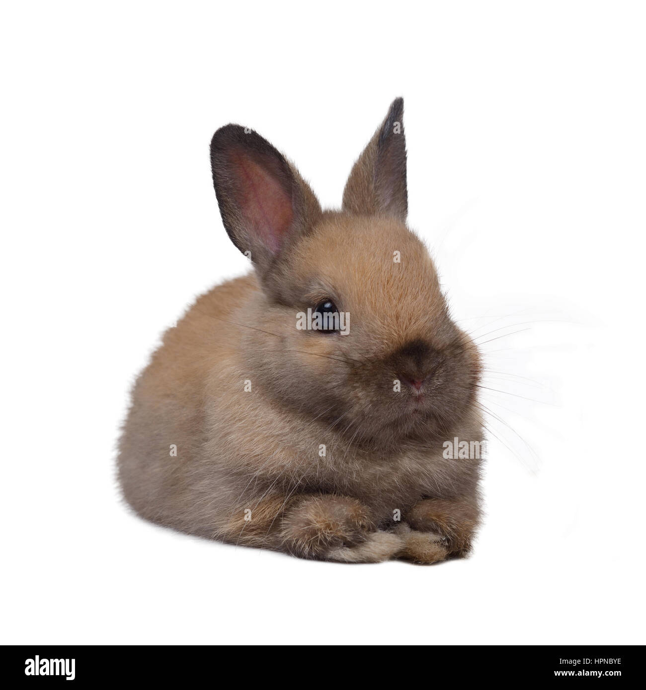 Baby netherland dwarf rabbit squat on white background. Stock Photo